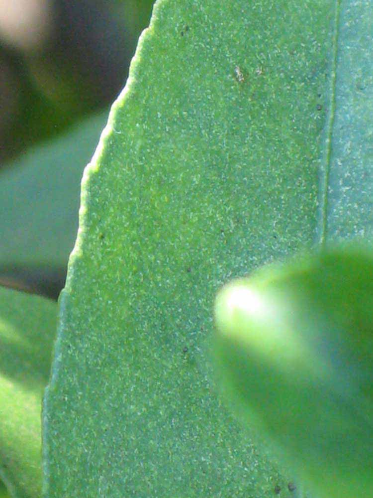              Margin (Winter Haven, FL)       